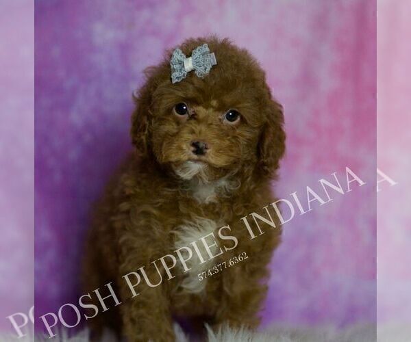 Medium Photo #5 Maltipoo (Miniature) Puppy For Sale in WARSAW, IN, USA