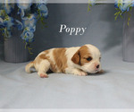 Small #1 Cavalier King Charles Spaniel