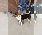 Small #2 Bernese Mountain Dog