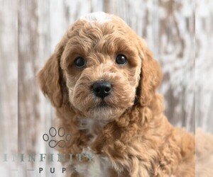 Goldendoodle (Miniature) Puppy for sale in SUNBURY, PA, USA