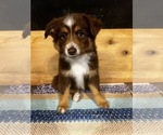 Puppy Puppy 3 Miniature Australian Shepherd