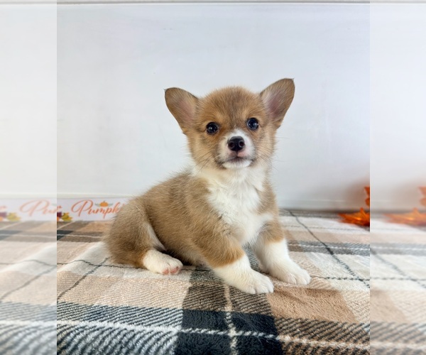 Medium Photo #3 Pembroke Welsh Corgi Puppy For Sale in GREENFIELD, IN, USA