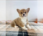 Small #2 Pembroke Welsh Corgi