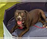Small #1 American Pit Bull Terrier Mix