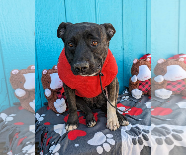 Medium Photo #6 American Pit Bull Terrier-Unknown Mix Puppy For Sale in Fresno, CA, USA