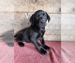 Small #3 Labrador Retriever