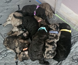 F2 Aussiedoodle Puppy for sale in LEBANON, ME, USA
