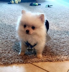 Pomeranian Puppy for sale in SPRING, TX, USA
