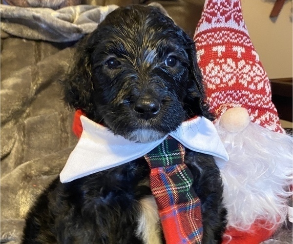 Medium Photo #1 Goldendoodle Puppy For Sale in HUNTINGTON, WV, USA