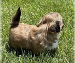 Small #8 Shih Tzu