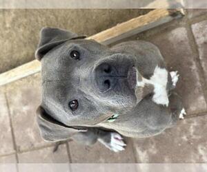 American Pit Bull Terrier Dogs for adoption in Santa Maria, CA, USA