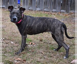 Mika - Female Plott Hound Dog for Adoption - Photo #2