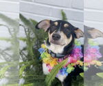 Small #8 Rat Terrier Mix
