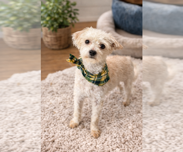 Medium Photo #4 Maltipoo (Miniature) Puppy For Sale in Phoenix, AZ, USA