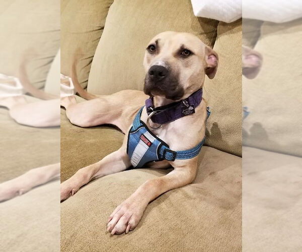 Medium Photo #12 American Pit Bull Terrier-Unknown Mix Puppy For Sale in Spotsylvania, VA, USA
