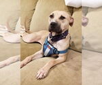 Small #11 American Pit Bull Terrier Mix