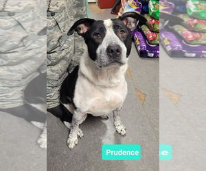 Prudence - Female Borador Dog for Adoption - Photo #2