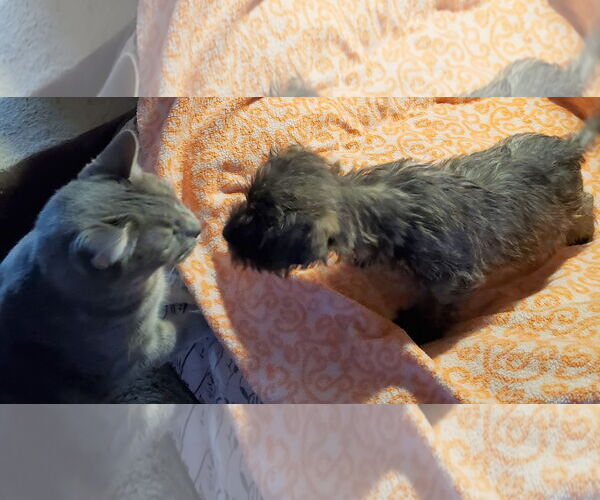 Medium Photo #2 Cairn Terrier Puppy For Sale in Mountain View, MO, USA