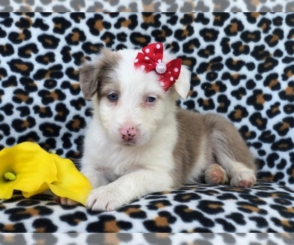 Medium Photo #13 Australian Shepherd Puppy For Sale in LAKELAND, FL, USA