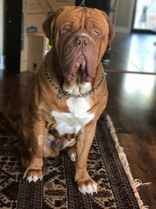 Father of the Dogue de Bordeaux puppies born on 09/19/2017