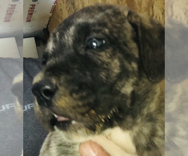 Medium Photo #12 Presa Canario Puppy For Sale in MESA, AZ, USA