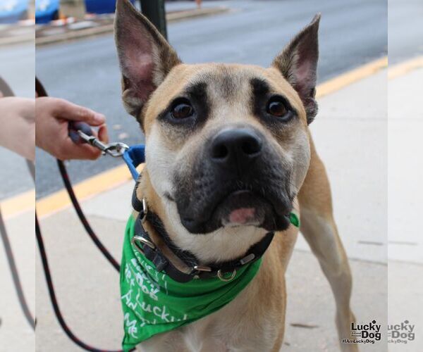 Medium Photo #4 Mutt Puppy For Sale in Washington, DC, USA