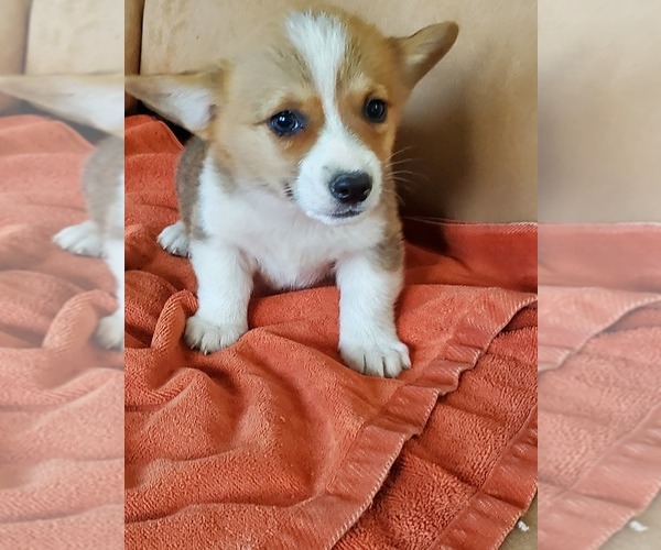 Medium Photo #1 Pembroke Welsh Corgi Puppy For Sale in BRIGGSDALE, CO, USA