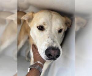 Carolina Dog-Unknown Mix Dogs for adoption in Houston, TX, USA