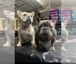 Small Photo #1 French Bulldog Puppy For Sale in RIVERSIDE, CA, USA