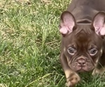 Small #3 French Bulldog