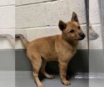 Bumblebee - Female Labrador Retriever Dog for Adoption - Small photo