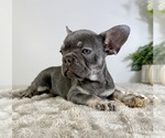 Small #1 French Bulldog