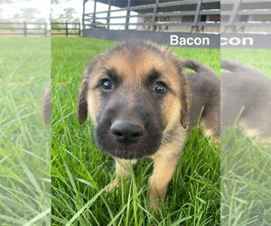 German Shepherd Dog-Great Pyrenees Mix Dogs for adoption in Aurora, IN, USA