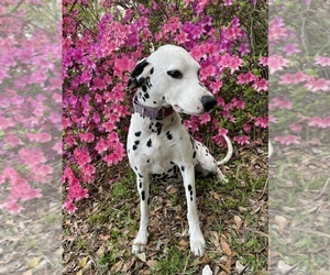Dalmatian Puppy for sale in LADY LAKE, FL, USA