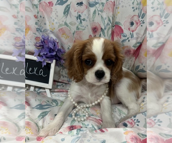 Medium Photo #3 Cavalier King Charles Spaniel Puppy For Sale in ABILENE, TX, USA