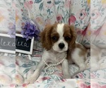 Small #2 Cavalier King Charles Spaniel