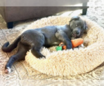 Small Photo #3 Labrador Retriever Puppy For Sale in Maple Grove, MN, USA