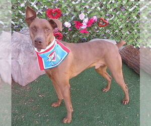 Doberman Pinscher Dogs for adoption in Oklahoma City, OK, USA