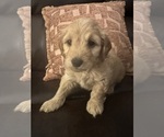Small #17 Cock-A-Poo-Maltipoo Mix