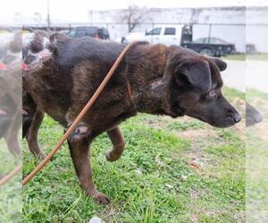 Labrador Retriever Dogs for adoption in Waco, TX, USA