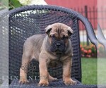Small #3 Cane Corso