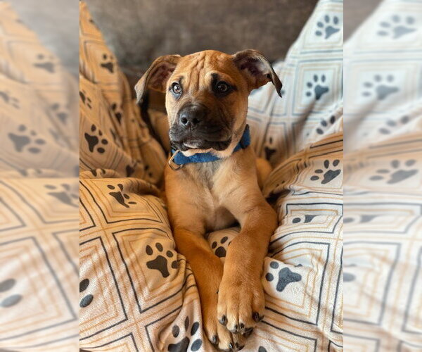 Medium Photo #4 Mutt Puppy For Sale in Duluth, MN, USA