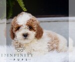 Small #1 Poodle (Miniature)
