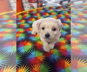 Maltipoo Puppy for sale in ELMONT, NY, USA