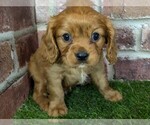 Small #11 Cavalier King Charles Spaniel
