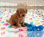 Small #10 Cavapoo mix (+ Poodle Miniature)