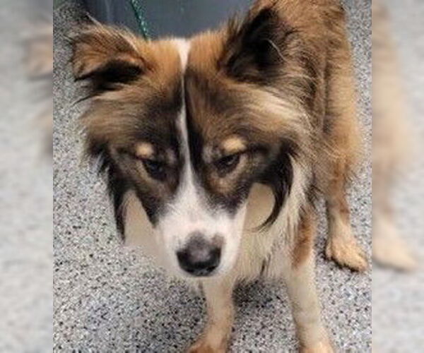 Medium Photo #4 Mutt Puppy For Sale in Newfoundland, PA, USA