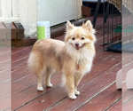 Small #1 Pomeranian
