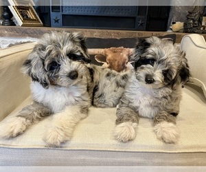 Aussie-Poo-Goldendoodle Mix Puppy for Sale in GRANDVIEW, Texas USA