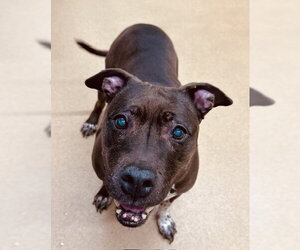 American Pit Bull Terrier Dogs for adoption in Derwood, MD, USA